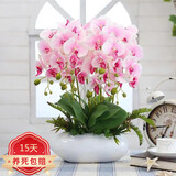 栋硕蝴蝶兰花苗真花四季开花室内盆栽带花苞带花剑送客户长辈开业乔迁 蝴蝶兰带花苞+营养杯 粉色系