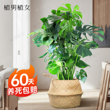 植男植女老桩龟背竹大盆栽客厅室内大型大叶北欧绿植办公室新房源头直发
