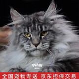 涴喵 缅因猫幼猫活体大型库恩猫宠物猫咪活体银虎棕虎黑白烟熏色缅因 宠物级 【银虎斑缅因猫】