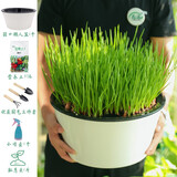 寿禾 四季红葱头小葱种子火葱头四川干皮秋冬季蔬菜莱疏菜阳台种种籽 圆形懒人盆红葱头套餐