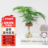 苏墨的墨水培水养文竹圆柱瓶植物办公室摆件桌面创意 圆柱瓶文竹 源头直发