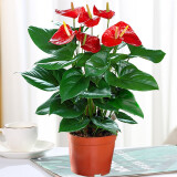 惜林园春羽盆栽室内花卉水养水生绿植好养办公室观叶植物 大红掌（高40-50cm） 不含盆