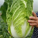 寿禾 大白菜种子大全秋季籽娃娃菜山东蔬菜四季播天津青麻叶菜籽 义和秋【胶州大白菜种子】10g装