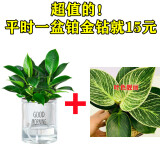 绿有意金钻盆栽植物水培绿植花卉多肉办公室内去吸除甲醛铂金钻绿公主 【回馈】金钻+铂金钻(早安盆) 含盆