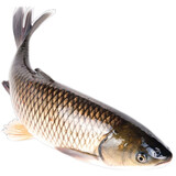 中心忠味 中山脆鲩鱼 广东脆肉皖鱼 新鲜脆肉鲩鲜活现杀分割发货火锅食材  14斤整条（杀好净重约11斤）