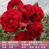 锦枫（jinfeng）月季花苗  藤本月季花苗 欧月藤大花浓香爬藤植物绿植盆栽花卉 佛罗伦蒂娜 4年苗