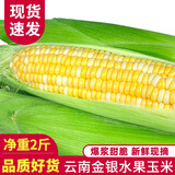 中鲜生云南水果玉米 新鲜甜玉米 现摘玉米棒 生鲜蔬菜可生吃火锅食材 2斤 【净重】约2-3根