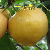 HUAHUIYOU梨树苗 秋月梨苗莱阳秋月蜜梨嫁接树苗盆栽南方北方种植 丰水梨4年苗 81cm(含)-110cm(含)