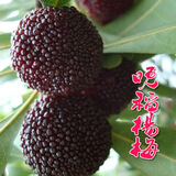 言清 正宗嫁接杨梅树苗 南方北方种植盆栽地栽果树苗庭院阳台果苗木 晚稻杨梅4年苗(当年结果)