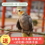 朗缤 鹦鹉活体鸟活物虎皮鹦鹉宠物活鸟玄凤鹦鹉手养鸟会说话幼鸟幼崽 原始灰色 2只（一公一母）