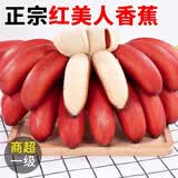 GANXIAN海南红香蕉美人蕉【顺丰-可送到家】新鲜现摘红皮香芭蕉 粉糯香甜 5斤 精美礼盒装