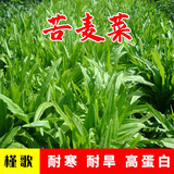 简雪进口牧草种子四季多年生鱼草耐寒抗旱喂养鸡鸭鹅猪牛羊鱼兔草籽孑 苦麦菜种子1斤