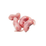 小拓蛙冷冻红皮乳鼠宠物蛇饲料喂猫龟树蛙冰冻粉白霜杭州包邮蜥蜴小白鼠 1-2g开口料1只收藏关注送2共3只