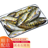 昱品源溪石斑鱼淡水光唇鱼小河鱼冷水鱼清水鱼高山泉水鱼黄山石斑鱼杂鱼 净膛400g（真空装）