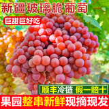 骄瑰新疆葡萄新鲜 吐鲁番无核白葡萄新疆三色玻璃脆马奶提子新鲜水果 新疆玻璃脆葡萄 净重 4斤 带箱5斤 精品果【80%选择超划算】