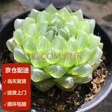 墨一玉露多肉植物带盆栽好蓝镜玉露办公室桌面盆栽植物花卉教师节礼物 冰川 带盆栽好