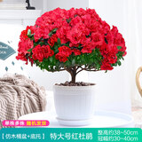 花翁杜鹃花盆栽四季开花带花苞过年花卉室内植物阳台鲜花绿植源头直发