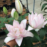 左家花园多个装进口香水百合种球东方花球盆栽庭院花种子四季球根花卉 阿诺斯卡/冰美人16-18cm3球