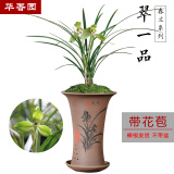 华香园绿植花卉 兰花苗【翠一品】春兰铭品 幽香型 带花苞 盆栽鲜花多肉 翠一品2苗 带花苞 裸根发货