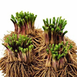 韭菜根四季韭菜头紫红宽叶春季秋季室内盆栽韭菜苗现挖农家蔬菜种 韭菜根200个根