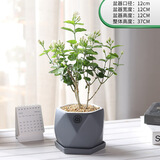幼薇茉莉花盆栽花苗四季常青植物室内花卉开花不断绿植盆栽 茉莉花老桩+灰色钻石陶瓷盆+底托 带盆栽好