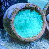 海葵荧光绿红海葵珊瑚绿地毯小丑鱼共生海葵软体鱼缸奶嘴 荧光奶嘴5cm（绿奶品种）