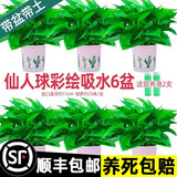 福尚来绿萝盆栽花卉植物室内吸除甲醛净化空气长藤垂吊兰大绿箩水培绿植 120#仙人掌吸水6盆装+2包肥