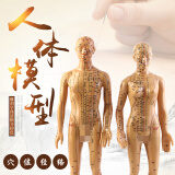 子彧（ZIYU） 硬模型 中医经络图针灸人体穴位模型全身男小人铜人纯铜超清晰刻字 铜色高清女模型（48cm）