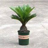 意轩大铁树盆景 铁树苗 苏铁 铁树苗植物盆栽苏铁苗大铁树庭院阳台 球直径8-9厘米