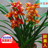 玫绚爆盆15苗 高质量 世界超香兰花 四季开花 防蚊 净化空气 醉美人 15苗连体 带黑色软带盆土