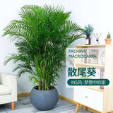 叹为观止 大绿植幸福树金钻巴西铁盆景绿植盆栽办公室室内大型绿植 散尾葵1.4-1.6米 含盆