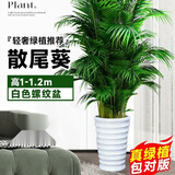 中梦散尾葵植物盆栽客厅大型绿植室内办公室凤尾竹盆景天堂鸟花卉 散尾葵高1-1.2米+螺纹盆