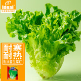 IDEAL理想农业 四季耐抽薹生菜种子耐寒热蔬菜种籽家庭种植速生菜种子