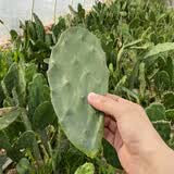 急兔仙人掌叶片可嫁接蟹爪兰开花无根仙人掌叶片约10厘米6片源头直发