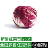 绿食者新鲜红菊苣250g 紫苣 落地球生菜红叶包菜 西餐沙拉食材轻食蔬菜