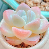 忆润蝶多肉植物带盆绿植花卉盆栽贵货老桩群生玉树玉露仙人掌肉肉 泡芙5-6cm【带盆栽好】