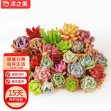 沭之美多肉植物桌面盆栽绿植DIY花卉  随机多肉20颗 不含盆 源头直发