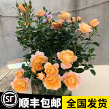 宝御安四季开花果汁阳台灌木月季浓香果汁阳台庭院花卉植物盆栽玫瑰花苗 黄色果汁阳台 掌柜推荐 带盆栽好