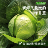 密农人家鲜嫩圆白菜 绿甘蓝新鲜蔬菜  新鲜现摘绿球白菜500g