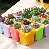 疏影暗香 多肉植物套装多款入门肉肉盆栽多肉组合区办公室室内萌肉植物 5颗多肉 方盆 营养土