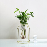 融暖轻奢餐桌花 ins北欧文竹水培植物盆栽办公室内水养绿植桌面四季n 竹柏【小号金架】 含盆