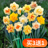 欧悟重瓣带芽水仙花种球盆栽 百合花种球郁金香水养绿植花卉室内盆栽 混色重瓣水仙花球5个+花盆+肥料