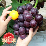 欧悟【买2颗送1颗】嫁接葡萄树苗 南北方种植盆栽地栽庭院阳台果树苗 乒乓葡萄 六年大苗当年结果