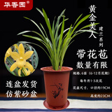 华香园兰花【黄金美人】四季建兰黄花浓幽香办公室内盆栽鲜花耐阴绿植 黄金美人6苗带盆(红色盆)带花