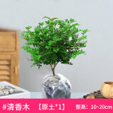 绿有意正宗清香胡椒木盆栽花卉室内外驱蚊草植物树苗老桩盆景九里香绿植 3年苗清香驱蚊(原土无盆)+肥料 含盆