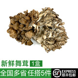绿食者 新鲜舞茸150g 灰树花菇 食用真菌菌菇 舞茸茶舞菇