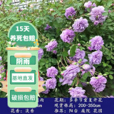 花友藤本月季花苗月季花树苗盆栽特大花苗庭院爬藤植物阳台蔷薇爬墙 阴雨【爬藤】大苗 1-1.3米高度多分叉