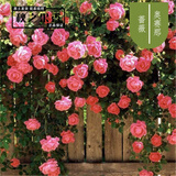6颗6年蔷薇花苗四季开花蔷薇牡丹花苗正宗精品蔷薇爬藤大花浓香庭院植物盆栽花卉玫瑰月季爬墙玫瑰墙薇 奥赛那6年苗【1号】6颗