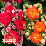若绿新品长寿花盆栽带花苞重瓣大花植物室内年宵花卉绿植源头直发包邮 红+橙各1盆【带花苞】 原盆原土