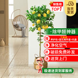 花财主天堂鸟盆栽办公室大型绿植客厅鸭脚木植物家用吸甲醛净化空气好养 柠檬树1.6-1.8m【编织盆】
